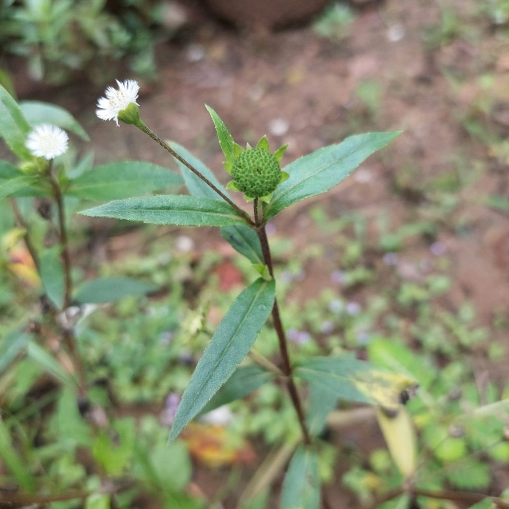 Cỏ mực khô 1kg