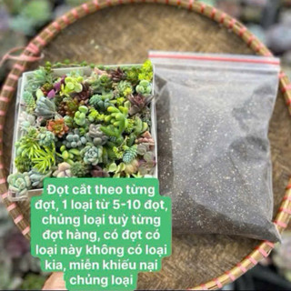  Đọt sen đá và đất sáng tạo đất kết dính THUANPHAT GARDEN 