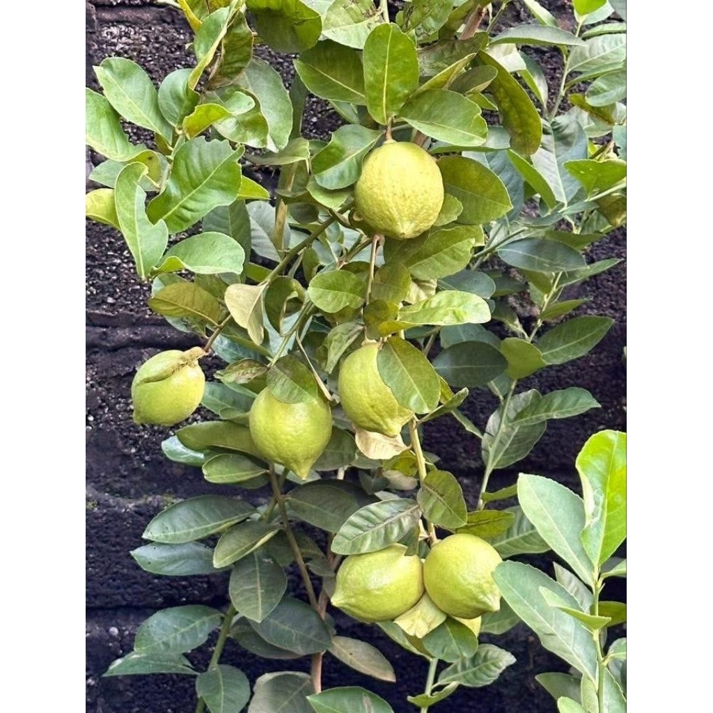 Cây giống chanh nước hoa ( chanh giã tay)