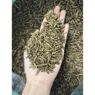 [1kg] Sâu Canxi Sấy KHÔ - Thức Ăn Bổ Sung Đạm, Đều Màu Cho Cá, Chim, Bò Sát & Vật Nuôi Khác