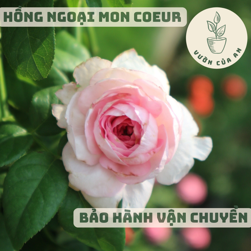 Hoa Hồng Ngoại (nhiều loại, cây nguyên bản) Mon Coeur, AOI, Catalina, Shell, Misaki, vườn của an