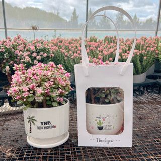  Set sen đá quà tặng Đôla Anh đào bụi size miệng chậu 10cm 