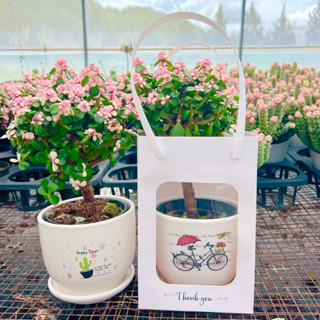  Set Sen đá quà tặng để bàn làm việc đola anh đào thụ trồng sẵn cao tầm 20cm 