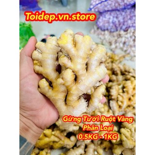 GỪNG TƯƠI RUỘT VÀNG TRỒNG BONSAI,THỦY SINH,LÀM MỨT,TRÀ GỪNG,NGUYÊN LIỆU NẤU ĂN,NGÂM RƯỢU,LÀM THUỐC..