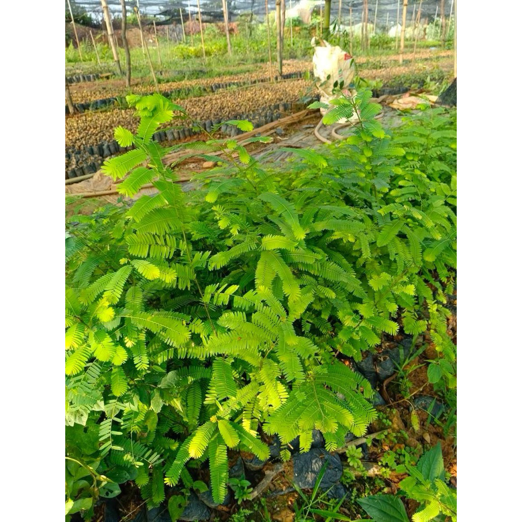 Mắc kham (Me Rừng )