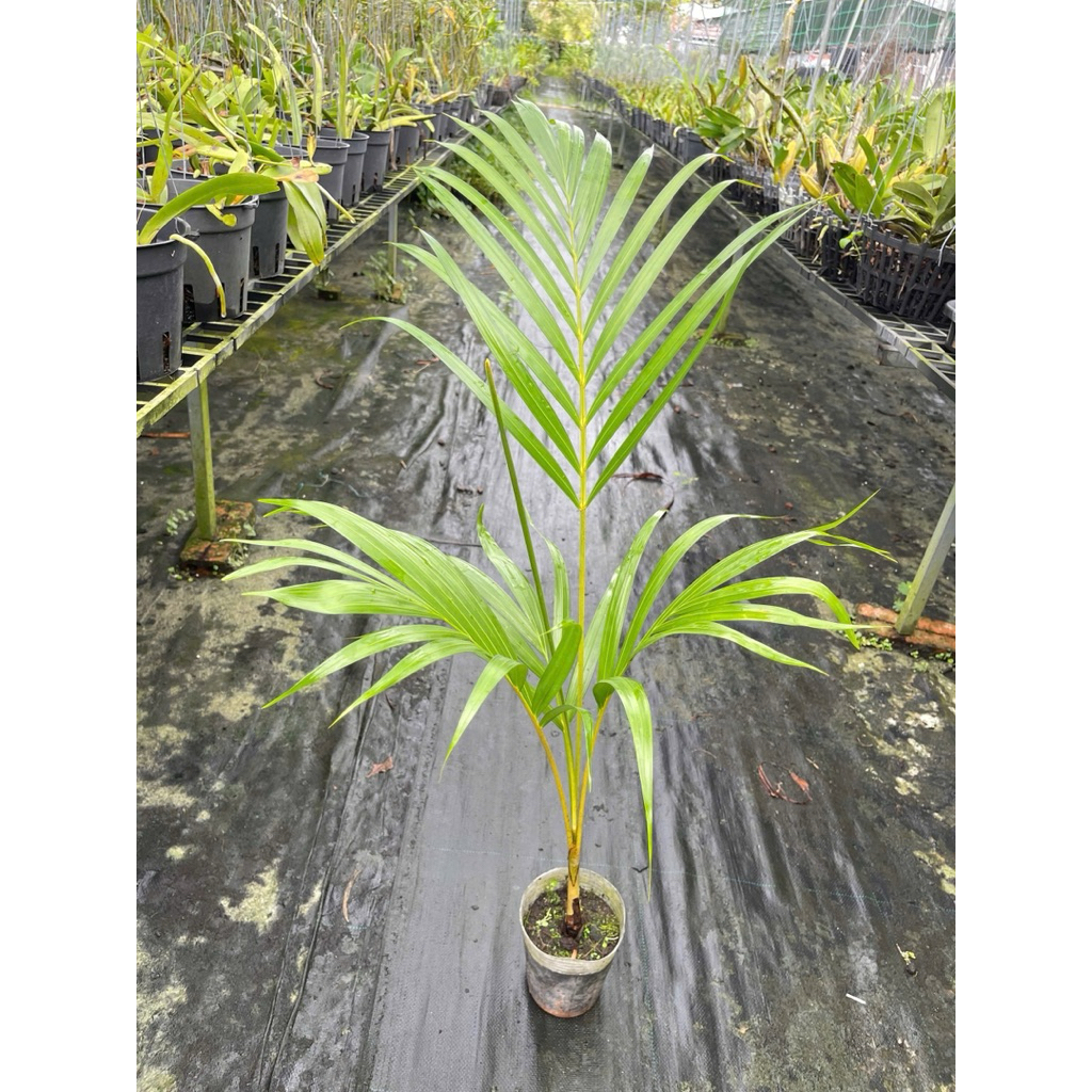 Cau vàng Đài Loan khỏe đẹp size giống