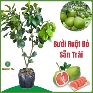  Cây Bưởi Da Xanh Ruột Đỏ  Sẵn Trái  cao 1Mét 2 thơm ngon ngọt 