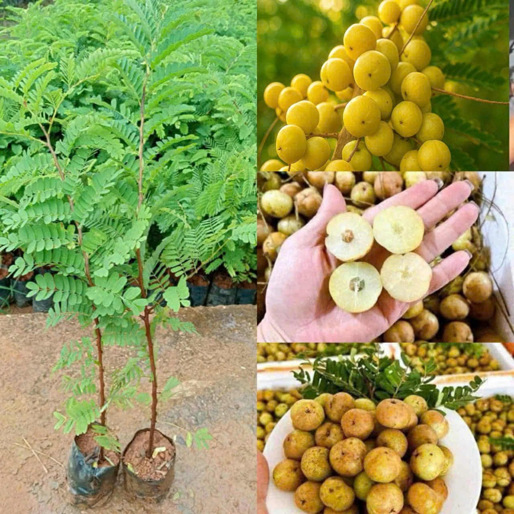 GIỐNG CÂY MẮC KHAM ME RỪNG ( me quả tròn)