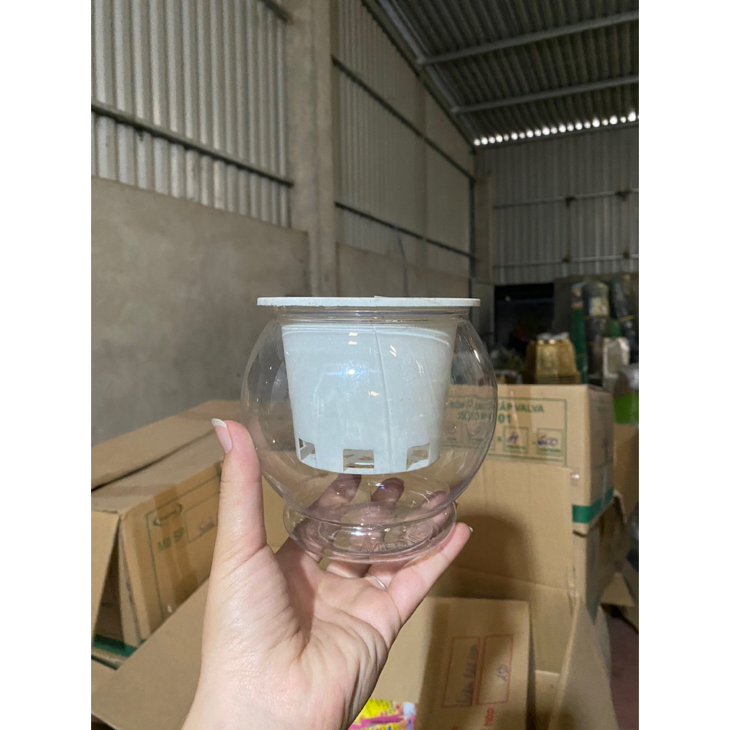 COMBO 3 bình thuỷ canh nhỏ 11x12