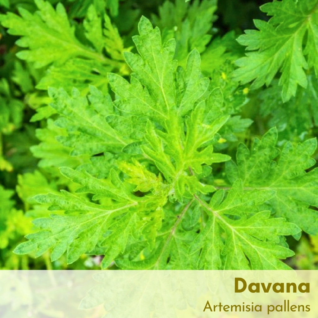 Tinh dầu Davana Essential Oil (Dhavanam)