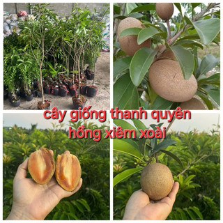 CÂY HỒNG XIÊM XOÀI-CÂY GIỐNG THANH QUYÊN cây cao 60cm 120cm
