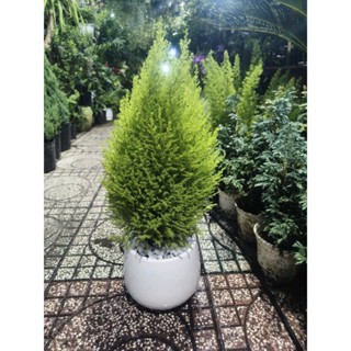   Hỏa Tốc  Chậu Cây Tùng Thơm Để Bàn Kèm Chậu Sứ Cao Khoảng 50cm Và Chậu Nhựa 45cm 