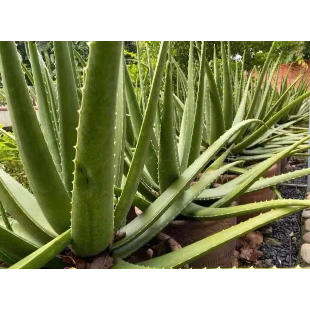 2KG -NHA ĐAM TƯƠI NHÀ TRỒNG