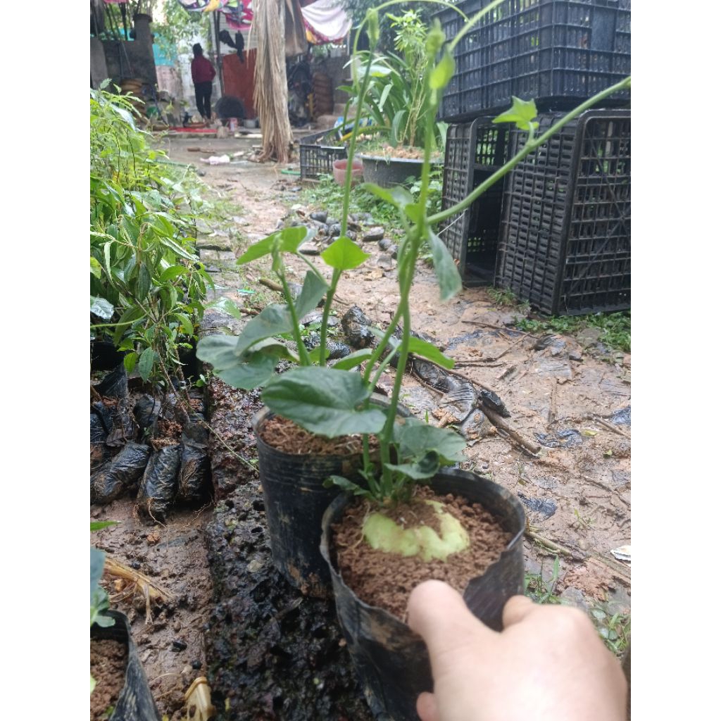 com bo 2  quả giố.ng su su đã  sẵn bầu mầm ảnh cuối