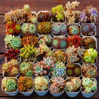 [CHỌN MẪU] SEN ĐÁ MINI (sen vỉ) 3-5 cm các loại, siêu khỏe, trang trí nhà cửa, sân vườn, xuất sứ ĐÀ LẠT, Lỗi 1 đổi 1