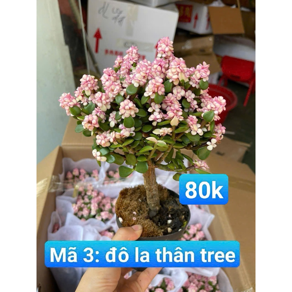 Sen đá Bonsai Đola thân tre, Đola thoát thân