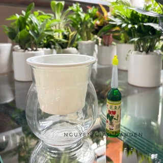 Bình thủy tinh trồng cây thủy sinh, trồng gừng kèm rọ nhựa và dung dịch thủy canh