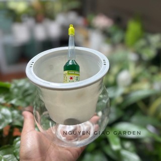 Bình thủy tinh trồng cây thủy sinh, trồng gừng kèm rọ nhựa và dung dịch thủy canh