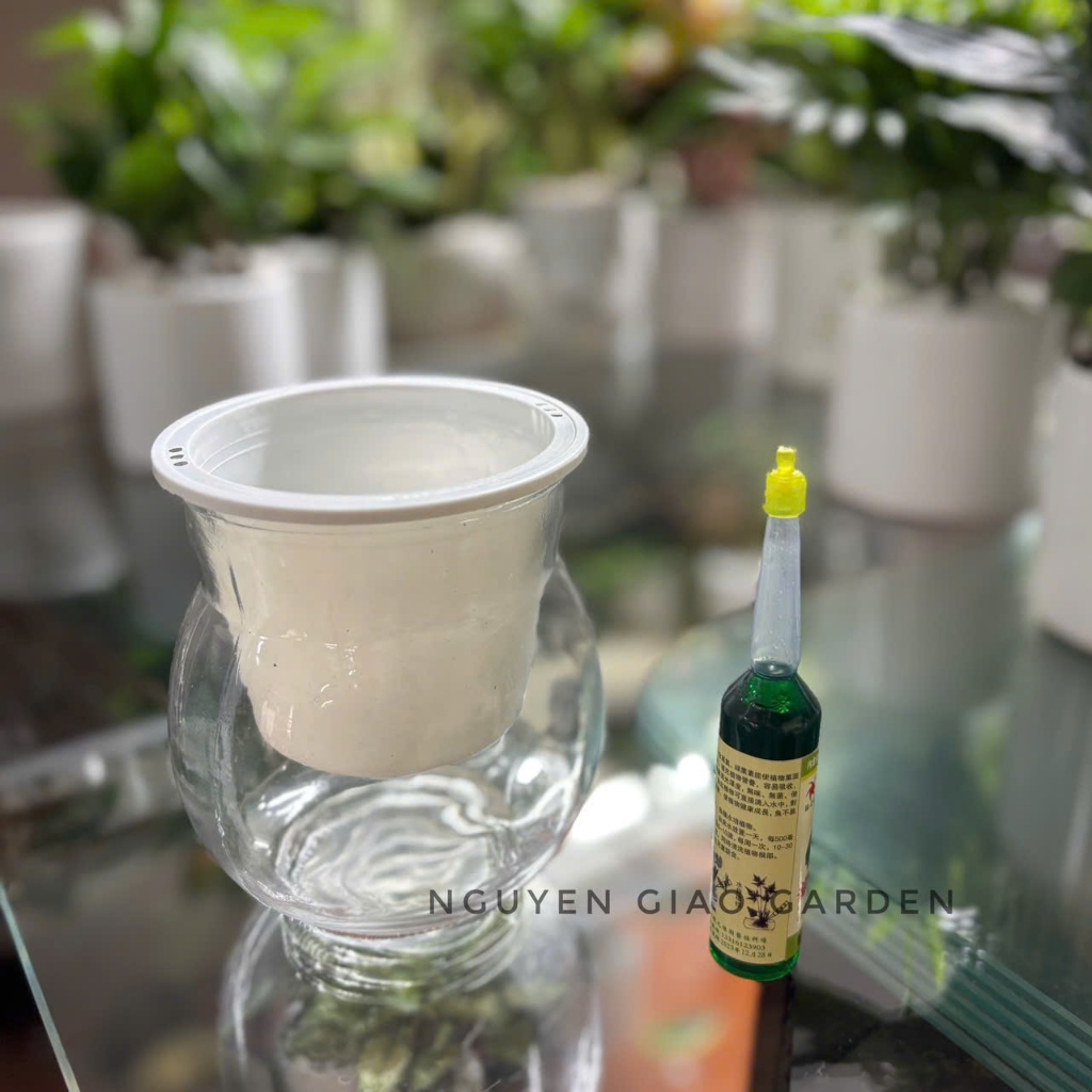 Bình thủy tinh trồng cây thủy sinh, trồng gừng kèm rọ nhựa và dung dịch thủy canh