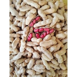 [1KG] Củ Lạc Nguyên Vỏ Đã Được Phơi Khô Dùng Cho Người Hoặc Vẹt & Các Loài Động Vật Gặm Nhấm Khác...