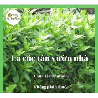 1kg lá cúc tần (từ bi lá nhỏ) vườn nhà, khách đặt mới hái