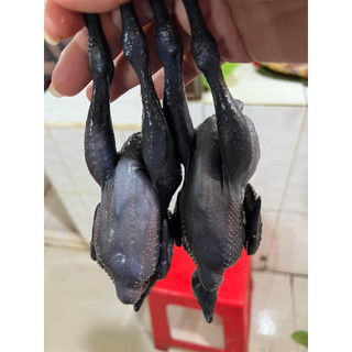 Set Gà ác dùng để tiềm thuốc bắc 2 con 400gr (hoả tốc hcm)