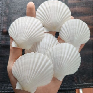 Vỏ sò điệp trắng 100g dùng làm đồ trang trí- phụ kiện thủy sinh