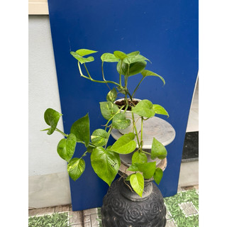 cây trầu bà lá xanh, trầu bà sữa