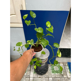 cây trầu bà lá xanh, trầu bà sữa