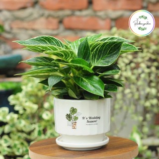  Chậu sứ trồng gừng kèm đĩa hứng nước,chậu cây đẹp trồng sen đá cây để bàn,câynvăn phòng|Living Decor 