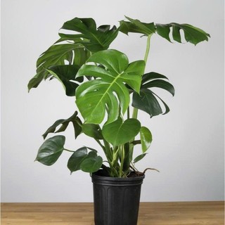 Cây trầu bà lá xẻ ( nam mỹ monstera ), chiều cao 45cm phù hợp decor văn phòng, không gian sống