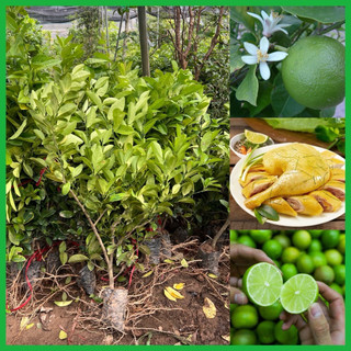 Cây giống chanh ta lá rất thơm ( chanh ta giống cũ), cây chiết lùn có thể trồng chậu