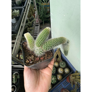 XƯƠNG RỒNG ĐUÔI CÁO