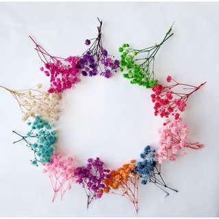  Hoa Baby - 1  hoặc 2  nhánh nhỏ dùng làm thiệp hoa khô đồ handmade resin dấu sáp 