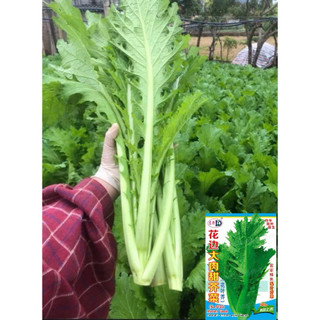 Cải Mèo Lá Xẻ Nguyên Gói 4 gram (khoảng 1600-2222