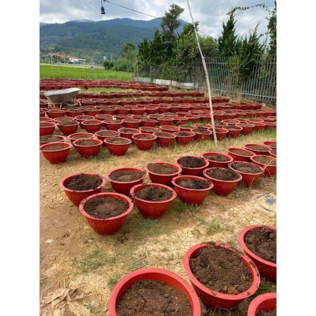 10 Chậu Nhựa tròn MINH DŨNG T48