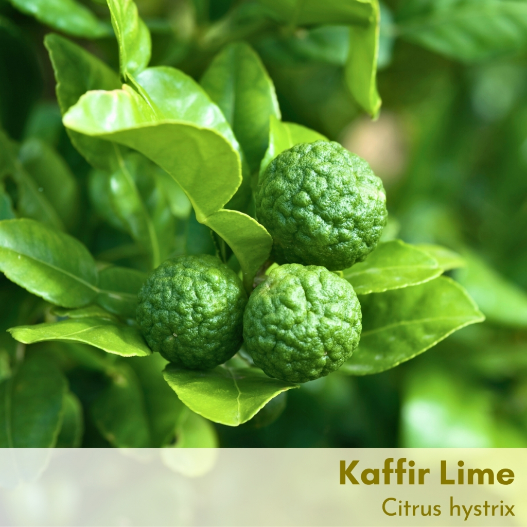 Tinh dầu trái chúc Kaffir Lime Essential Oil (Thai Bergamot)