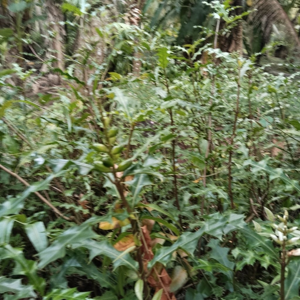 Thân cây ô rô tươi loại tím 1kg