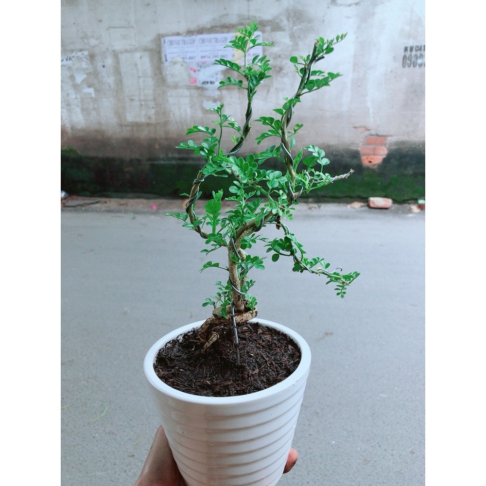 Cây Cần Thăng Kèm Chậu Sứ Trắng
