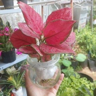 Chậu Cây Vạn Lộc Thuỷ Sinh