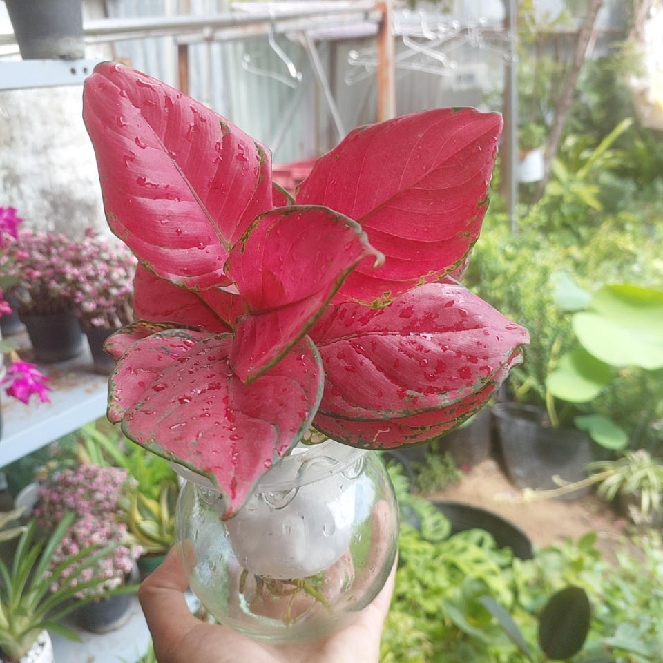 Chậu Cây Vạn Lộc Thuỷ Sinh