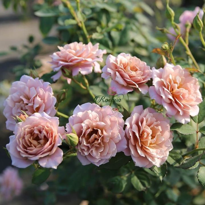 Hoa hồng bụi Iori rose- Hoa hồng bụi Iori rose - hoa chùm tiểu thư mới nổi-melinhrose