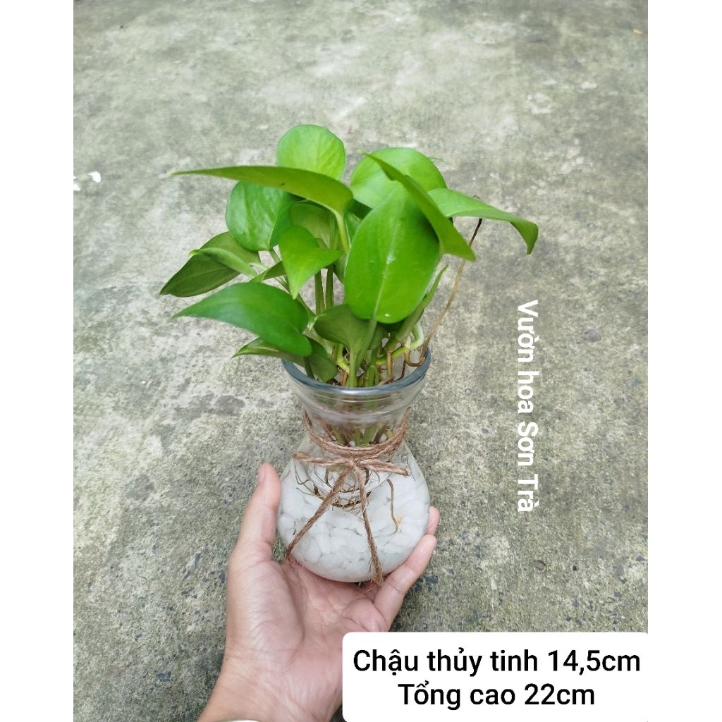 (VHST giao trong ngày) CHẬU TRẦU BÀ thủy sinh mini.