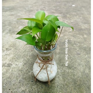 (VHST giao trong ngày) CHẬU TRẦU BÀ thủy sinh mini.