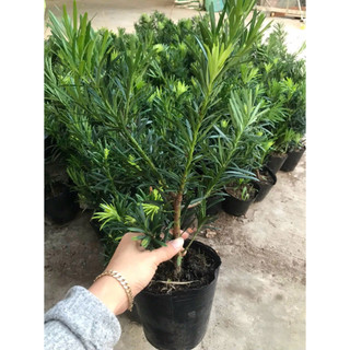 Tùng vạn niên ( combo 3  cây 70k)
