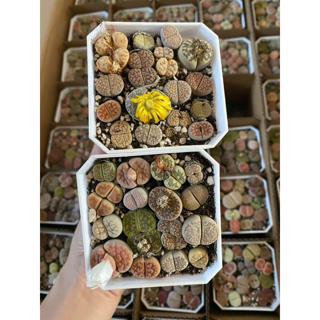 Lithops mix