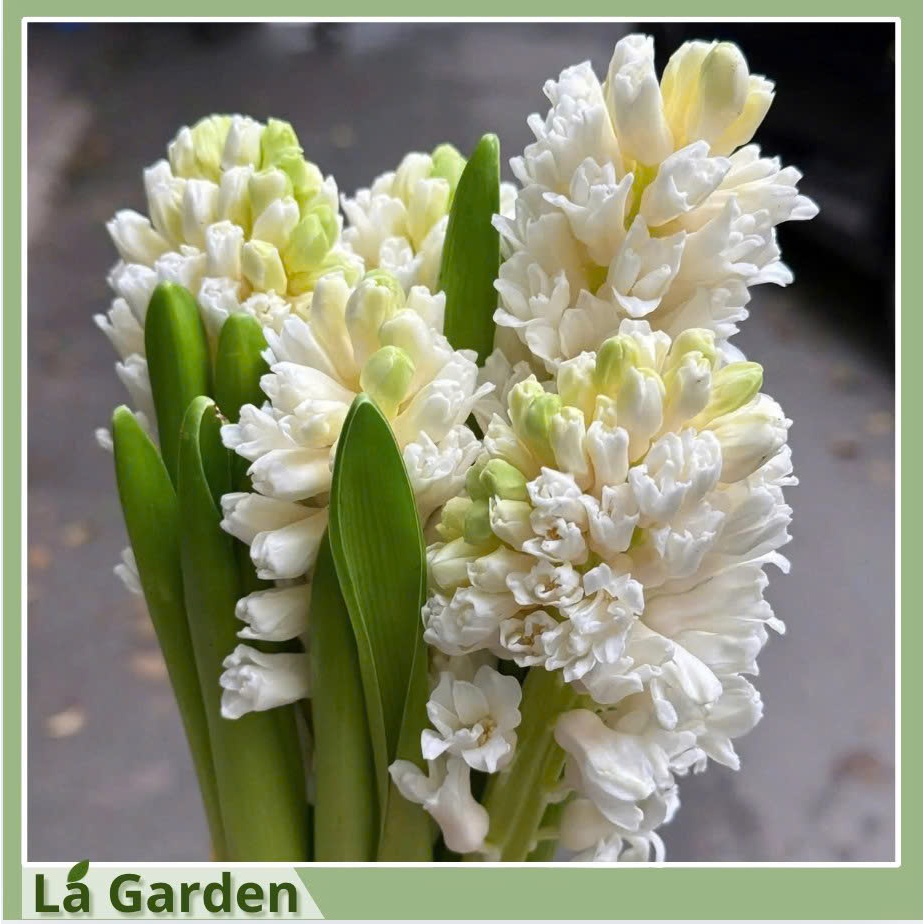 [ Ship Hoả Tốc ] Hoa tươi Dạ Lan Hương, set 10 cành Dạ Lan Hương thơm nức nở lòng người