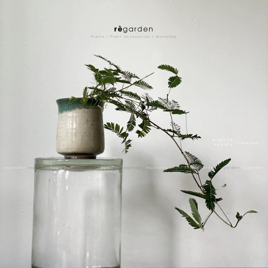 Mimosa Pudica (Cây Mắc Cỡ) Kèm Chậu Gốm Nhật