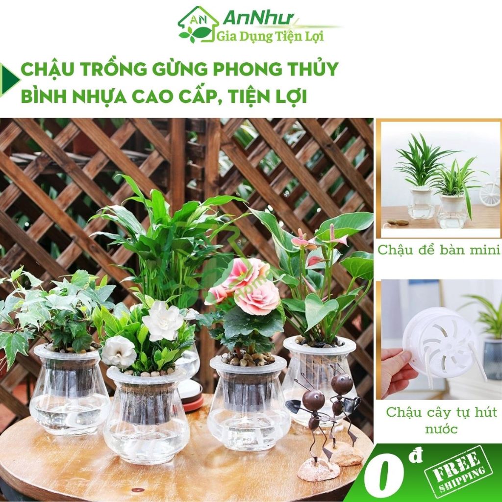 Cốc trồng gừng phong thủy AnHome chậu trông gừng thu hút tài lộc HH490