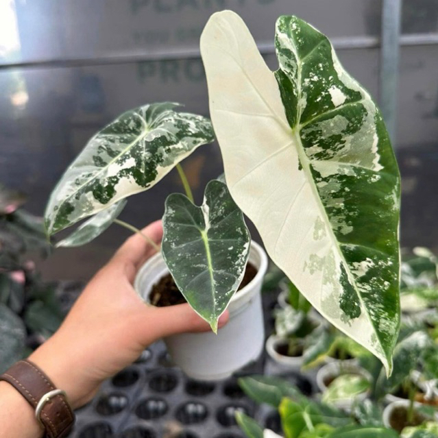 Cây giống kiểng lá Alocasia Longiloba Var